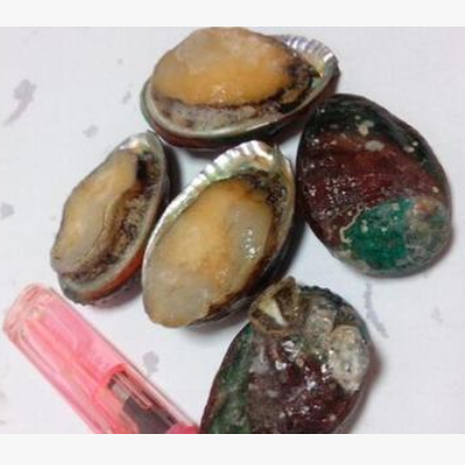 批发冷冻鲍鱼供应鲍鱼仔麻辣海鲜原料图2