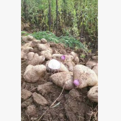 云南原生原种新鲜去皮紫山药口感粉糯生态健康图3