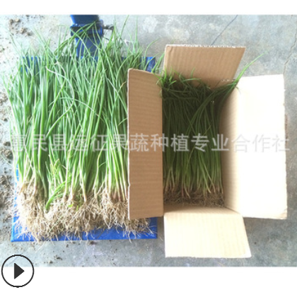 供应红皮洋葱苗，红皮高桩洋葱秧，高产洋葱图2