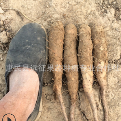 供应日本大和白玉苗山药，种苗 种子纯度高原种图2