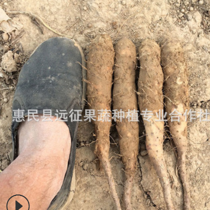 山药苗日本大和白玉山药种苗山药种子长山药种苗图3
