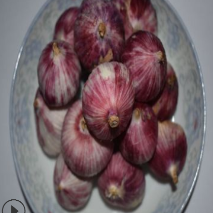 云南楚雄姚安新鲜大蒜独头蒜云南紫皮蒜大蒜蒜头（5公斤包邮）图3