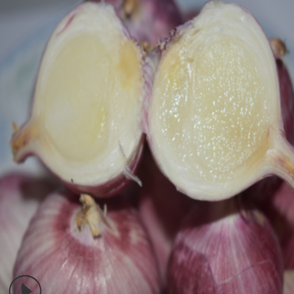 云南楚雄姚安新鲜大蒜独头蒜云南紫皮蒜大蒜蒜头（5公斤包邮）图2
