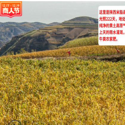 新米米脂宝宝油小米 高原五谷杂粮农家月子米批发 陕北谷子黄小米图3