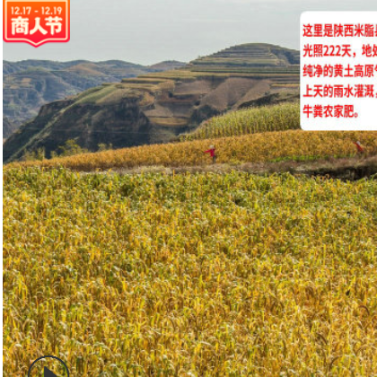 黄小米 陕北杂粮黄小米米砖500g*5袋 五谷杂粮农家小米批发图3