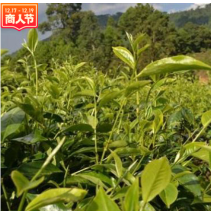 2019年春 品优月光白 月光美人茶 普洱茶批发 生茶散茶普洱茶生茶图2