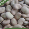 供应 炒货蚕豆、兰花豆、油炸专用蚕豆 食品级生蚕豆类批发