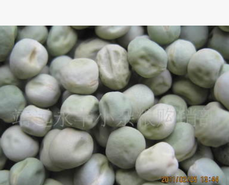 批发供应 白豌豆图2