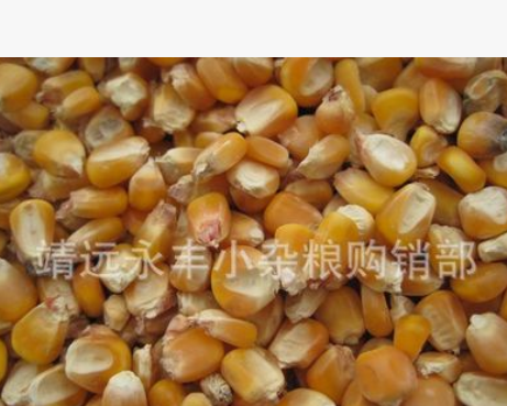 厂家批发玉米种子 五谷杂粮玉米 猪牛羊鸡饲料玉米 量大从优图2
