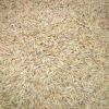 燕麦种子 批发优质牧草进口种子