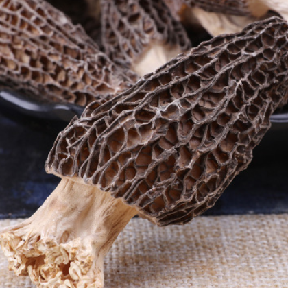 云南野生菌干货 剪柄羊肚菌 野生羊肚菌干货价格从优 食用菌批发图2
