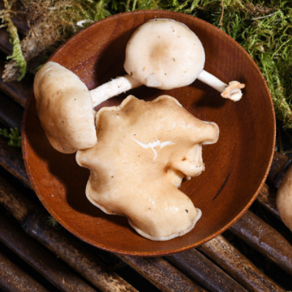 精选野生环境香菇原产地直批食用菌香菇云南特产香菇菌大量批发图3