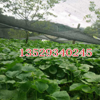 自有基地云南高海拔原生态山葵辣根主茎图3
