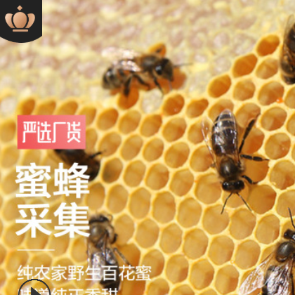 谭氏纯天然野生土特产百花蜜瓶装500g 新鲜农家自产土蜂蜜百花蜜图3