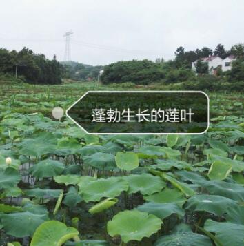 安徽鄂莲5号莲藕批发 菜藕销售 口感纯正 原生态食品图3