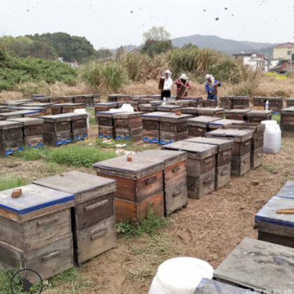 2018年新油菜蜜 油菜花蜜 农家天然的蜂蜜 纯正蜂农直供 欢迎咨询图3