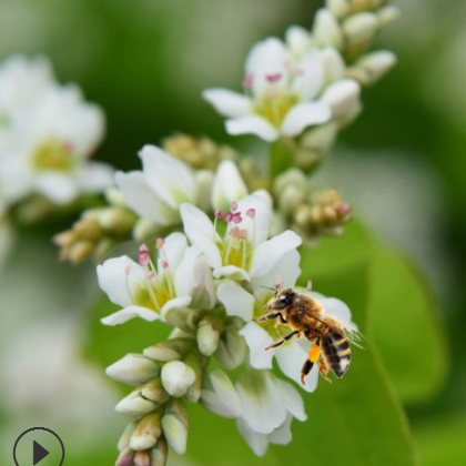 荞麦花蜂蜜产地货源蜂场直供 散装农家土蜂蜜 花汁源蜂蜜现采批发图3