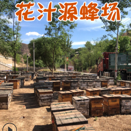 荞麦花蜂蜜产地货源蜂场直供 散装农家土蜂蜜 花汁源蜂蜜现采批发图2