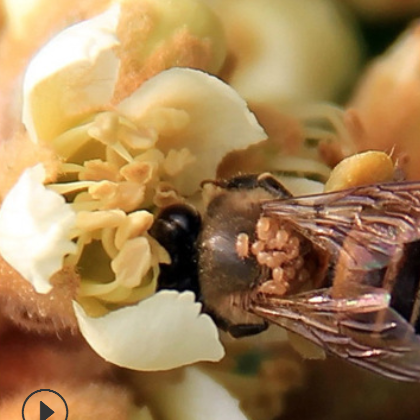 枇杷土花蜂蜜 黄龙溪蜂场批发土蜂蜜成熟蜂蜜 农家土蜂蜜一件代发图3