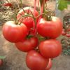 供应粉果番茄种苗
