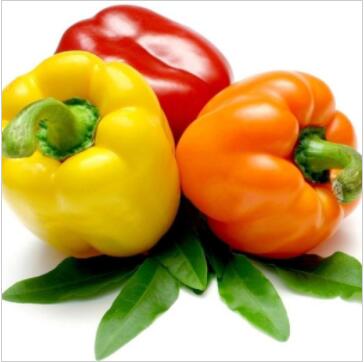 黄瓜四季豆番茄甜椒等新鲜蔬菜大量供应
