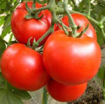 大量供应新鲜西红柿 天然种植 绿色食品 新鲜番茄