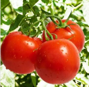 西红柿 有机蔬菜无公害