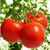 西红柿 有机蔬菜无公害