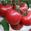 新鲜有机蔬菜 番茄健康美味红番茄 新鲜西红柿