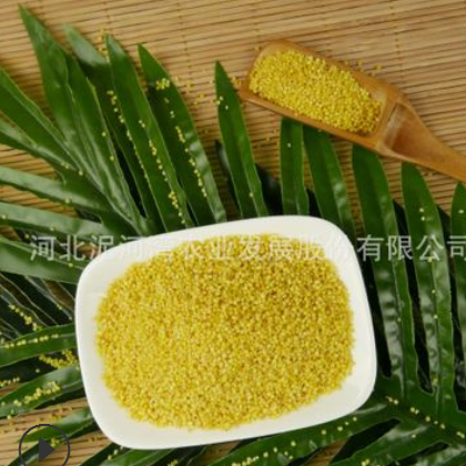 泥河湾有机红谷小米 有机黄小米 宝宝米 月子米 小米粥 粘糯小米图2