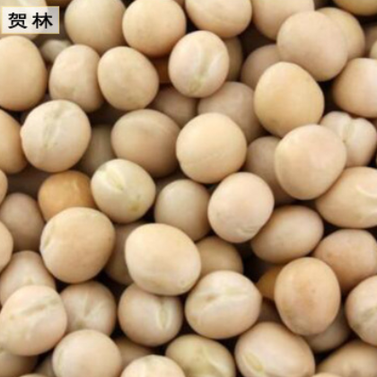 厂家批发 优质大颗粒白豌豆 方绿豌豆 圆绿豌豆 高品质白豌豆