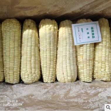 东北内蒙速冻甜糯玉米 粘玉米棒 冷冻 速冻糯玉米棒 甜糯玉米图2