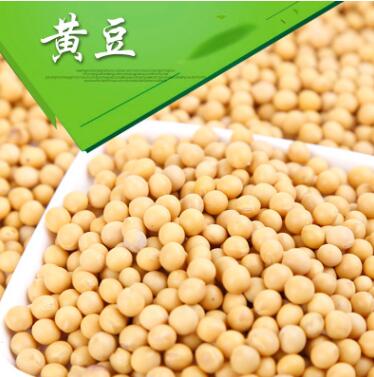 黄豆 农家优质黄豆 笨豆芽 农家自种 小黄豆 可发豆芽豆浆图2