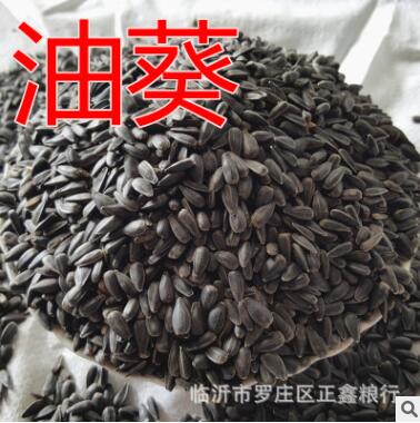 批发优质油葵榨油黑瓜子发芽鸽子粮五谷杂粮袋装50斤图3