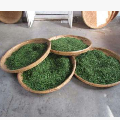 青岛特产 崂山绿茶2018新茶礼盒 特级高山炒青春茶叶 绿茶茶厂图2