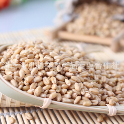 厂家直销批发五谷杂粮小麦 合作社直销小麦 富硒小麦