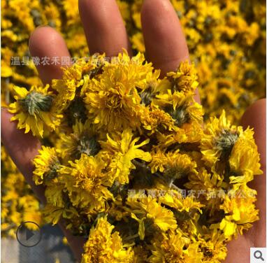 河南特产怀菊花云台冰菊怀黄菊养生花果茶怀菊花