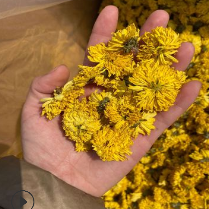 厂家直销 散装菊花茶清热 新货婺源皇菊花草茶 金丝黄菊茶批发图3