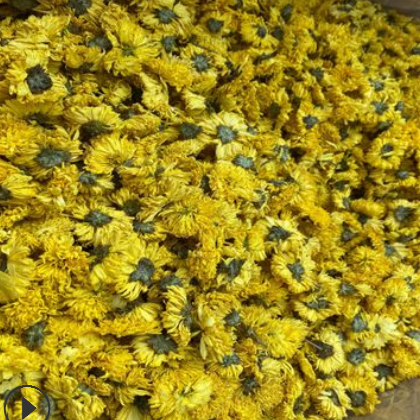 厂家直销 散装菊花茶清热 新货婺源皇菊花草茶 金丝黄菊茶批发图2