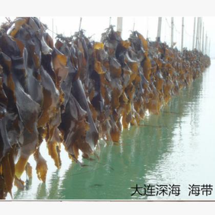 跑江湖地摊货产品 海带皮 海带丝 新海带头 水产干货 低价批发图3