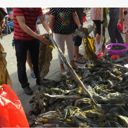 跑江湖地摊货产品 海带皮 海带丝 新海带头 水产干货 低价批发图2