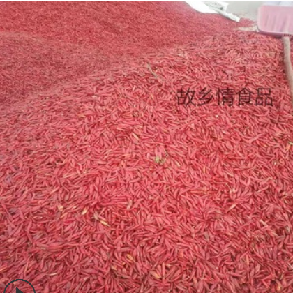 产地直销 批发干辣椒子弹头河南新一代精品朝天椒自然晾晒水分少图3