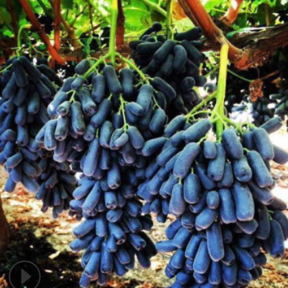 嫁接甜蜜蓝宝石葡萄树苗 大棚种植 一公分现货葡萄树苗价格