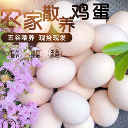 厂家批发 土鸡蛋 贵州土特产 鸡蛋盒装 新鲜生鸡蛋包邮图3