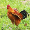 泽农老公鸡每只都来源于农户喂养、二年以上42/斤
