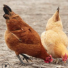 农户喂养草鸡柴鸡 厂家直销 量大从优 安徽砀山两年土鸡32/斤