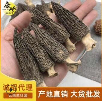 羊肚菌干货 特价羊肚菌批发云南食用菌图3