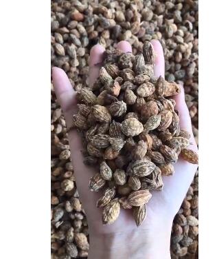 批发砂仁500克 特价益智仁香料沙仁粉产地货源免费磨粉海南益智仁图2
