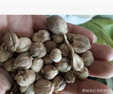 香料大全草果 卤菜 卤锅 炖肉调料火锅麻辣烫料川菜调味图2
