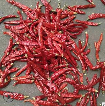 魔鬼辣椒印度鬼椒 火锅底料调味香料干辣椒批发 红辣椒印度辣椒图2